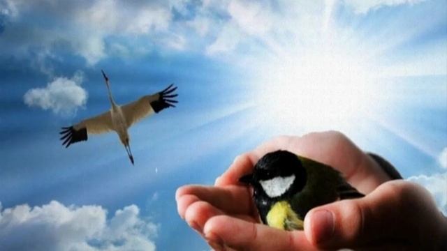 Раненый медведь и синица в руках. 12.06.25.