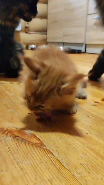 Котёнок первый раз пробует мясо