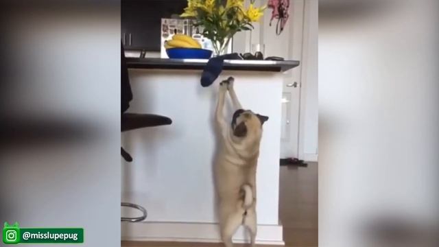 Забавные И Милые Видео с собаками, Которые заставят Вас Рассмеяться - Забавные реакции домашних живо
