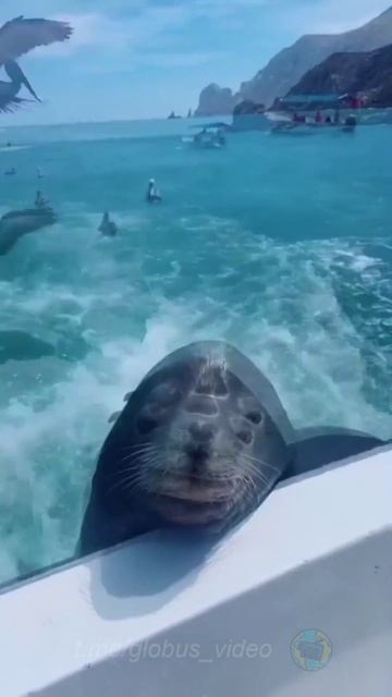VID_20250621_173239_459.mp4