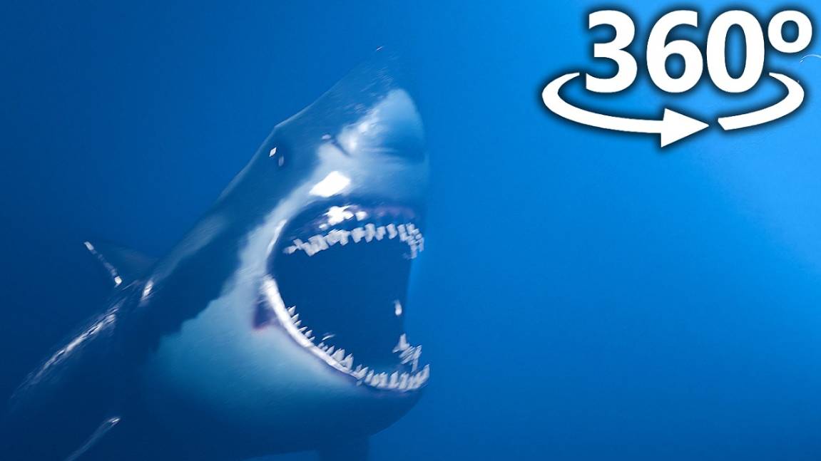 360 VR Мегалодонские атаки в 4K 😧