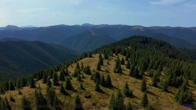 Леса танцуют в такт каждой новой ноте - Amanecer (XXX) -- opo -- Estudios Indigeniformes