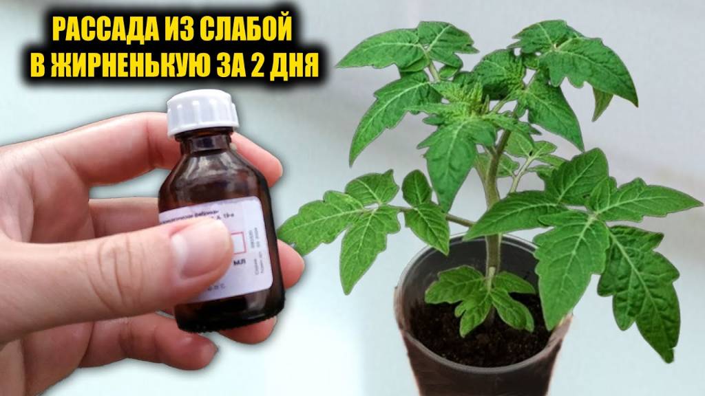1 Капля под любую рассаду и она растет очень толстая, низенькая и коренастая