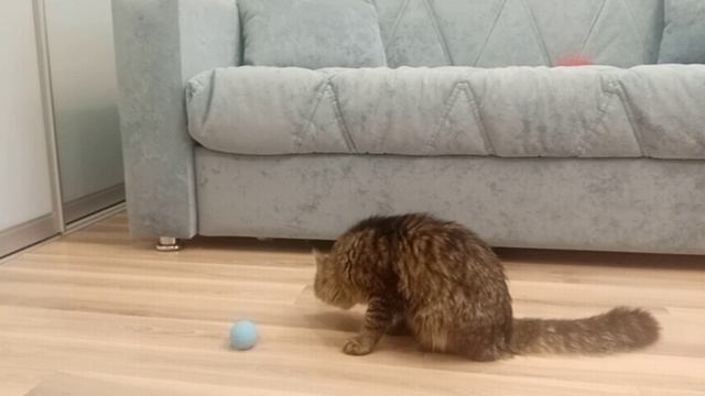 Кошка Китти ведёт себя КАК ЧЕЛОВЕК! Это нереально! 😹👀