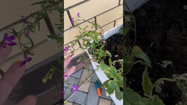 Сажаем цветник из многолетников в Иваново