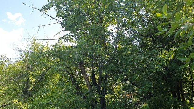 Скоро и белый налив