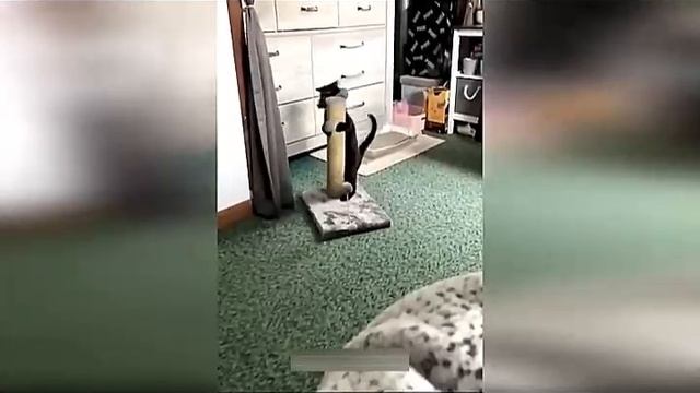 Всячинки