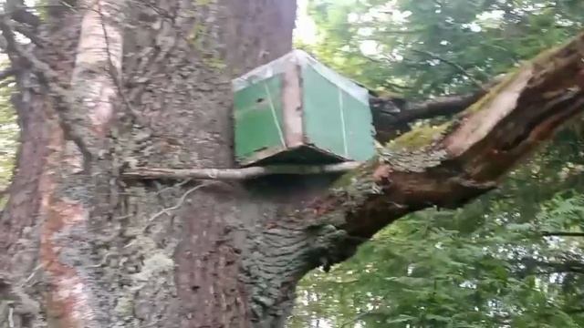 Попались злодейки