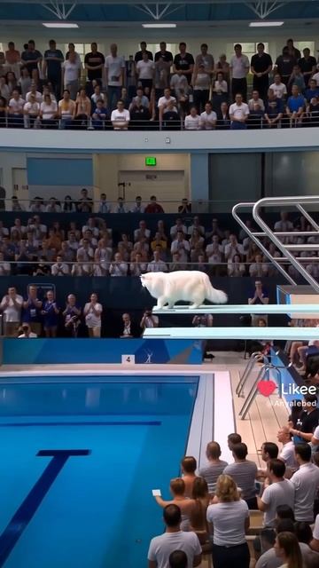 ДРИССЕРОВАННЫЕ КОТИКИ!!!