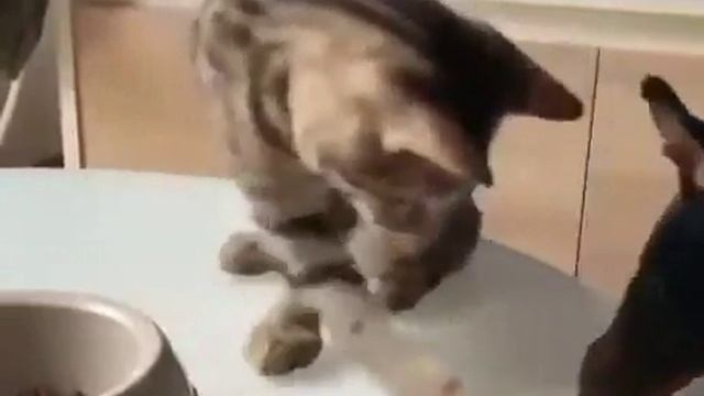 котэ-гифки-собакен-8957748