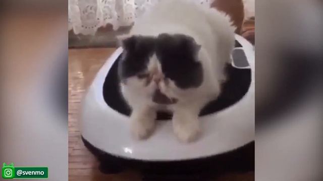 Смешные видео с кошками и собаками - Постарайтесь не смеяться