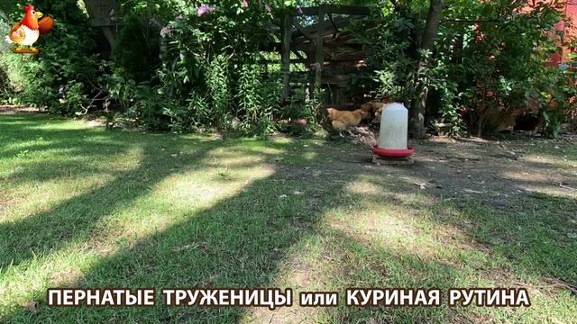 Куры несушки свободного выгула и их обычная куриная рутина – эпизод (471)
