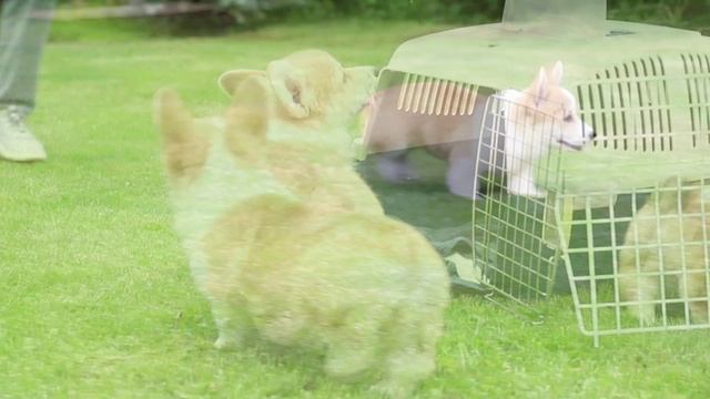 Щенки вельш корги пемброк