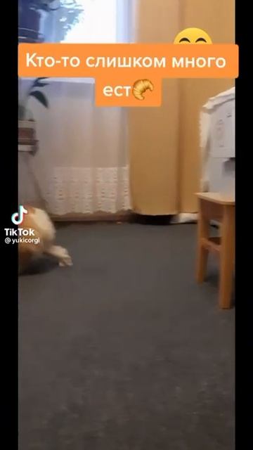 кто то слишком много ест🤣🤣🤣видео не моё