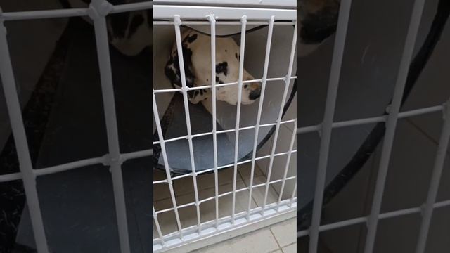 Лотос продолжает лечение и очень просит помощи