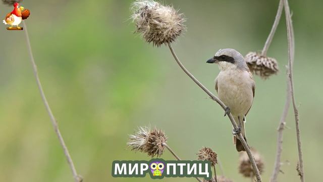 Мир птиц – красота и грация пернатых созданий Природы 🦩🦚🦜 Выпуск (230) 🦉🐦🐤