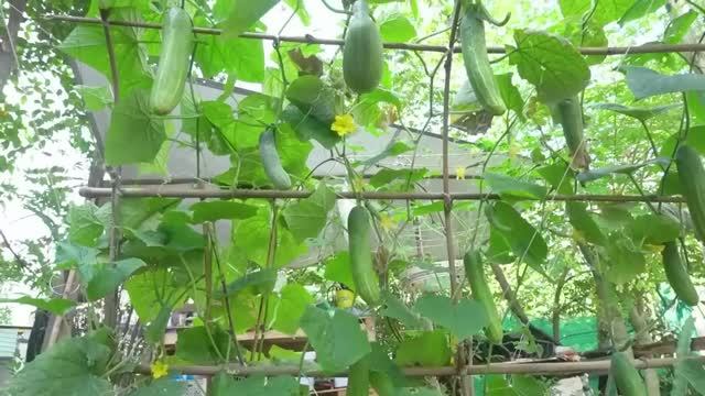 Лучший способ выращивания огурцов
