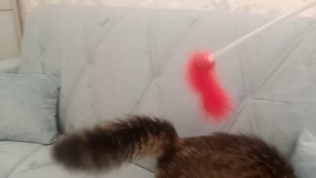 Эта кошка обхитрила хозяина! ГЕНИАЛЬНЫЙ план Китти! 🤯😼