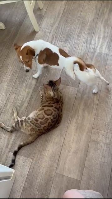 Хвостики встречают утро. 🐕Харви и 🐈Тиара