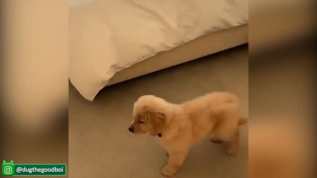 Старайтесь не смеяться Над Милыми Видео С КОШКАМИ, Смешными реакциями домашних животных
