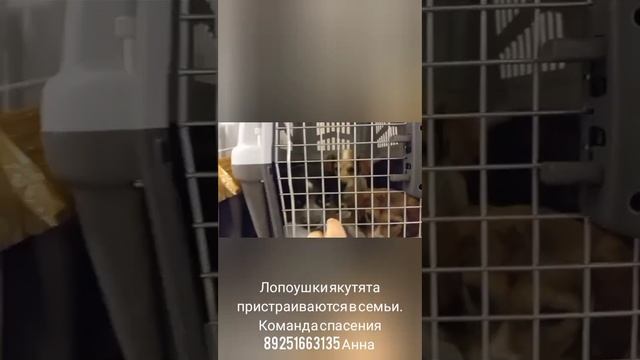 21-06-2025 лопоушки якутята пристраиваются в семьи.