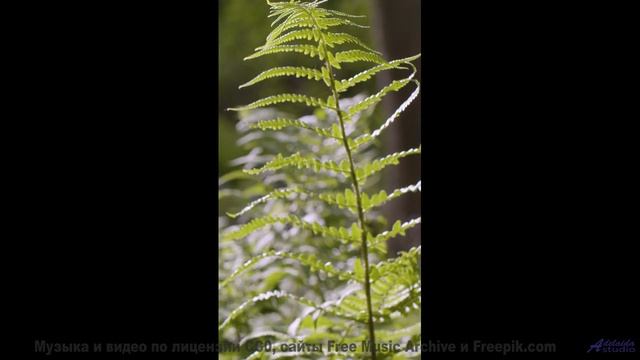 Этот клип покажет, как звучит настоящая свобода - Calf Love (ID 754) -- Lobo Loco -- DREAM OF LIGHTN