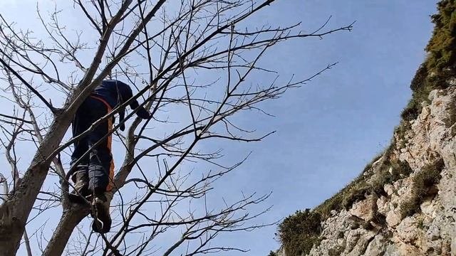 Полезные советы по древолазанию в стиле free-tree от Артемия, TreeWalkers.ru