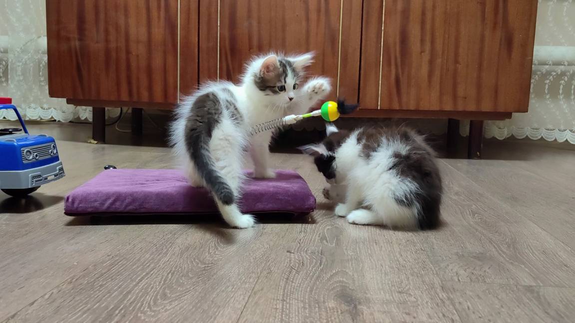 Два котенка, два брата, с удовольствием играют с игрушкой.
