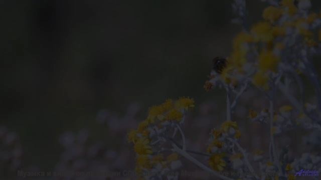 Это видео может изменить вашу ДНК - доказано наукой! - Lucid Dreaming -- HoliznaCC0 -- Left Overs