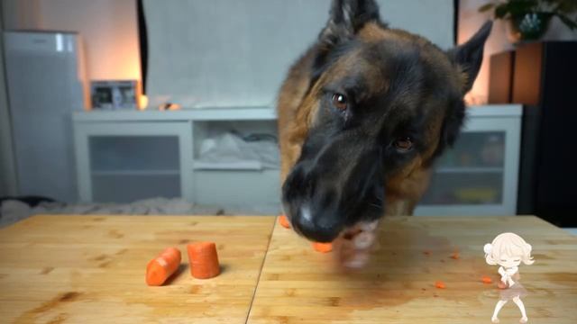 ❤️ Собака кушает разные вкусности - Залипательный релакс АСМР ❤️