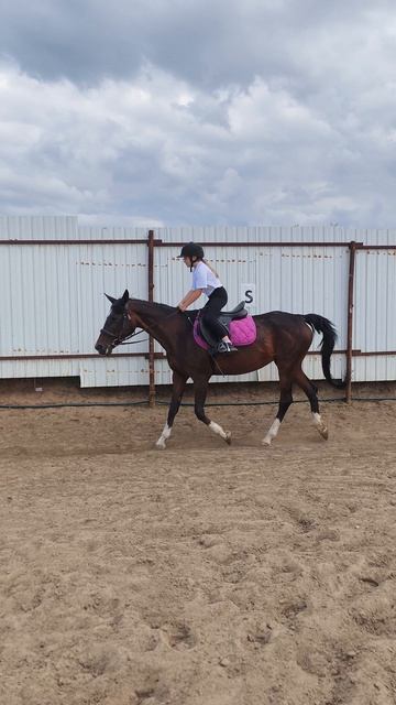 Флейта и Маша, рысь в полевой посадке на плацу .