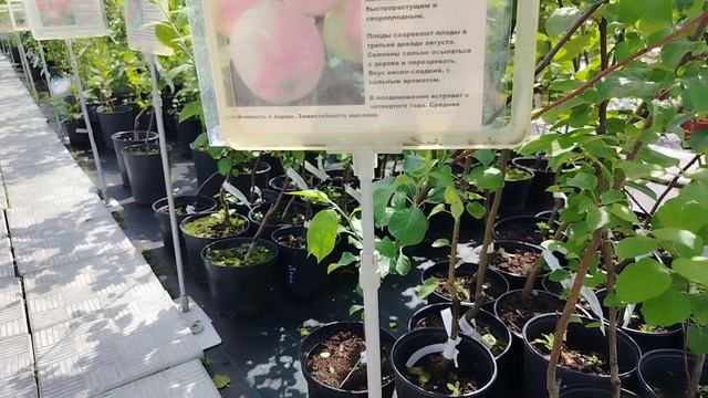 Съездила в садовый центр, купила очередную любимку.