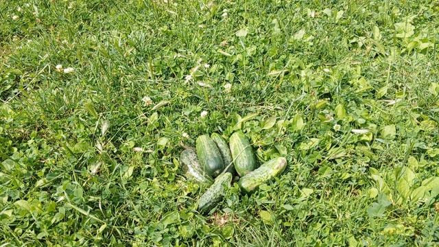 В праздник первые огурчики