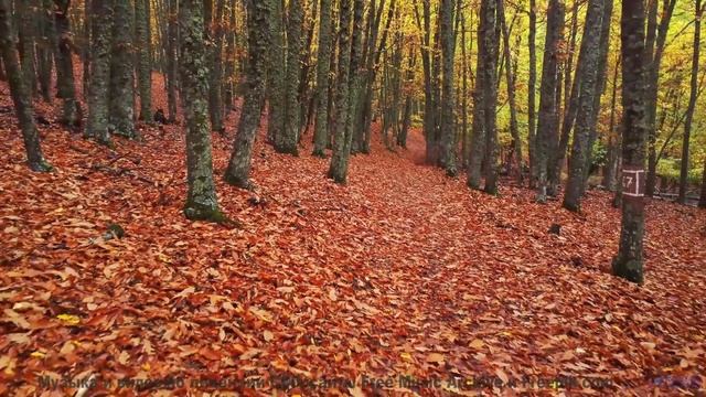 Он заставит тебя мечтать о чем-то большем! - A1-Zanne nel velluto -- Rien Virgule -- Le Couronnement