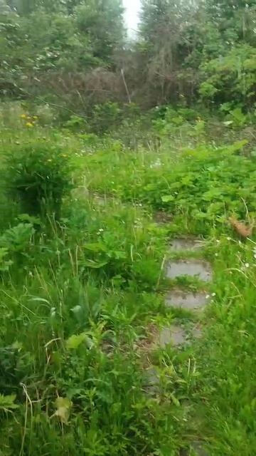 20250608 Зайцы Подмосковье