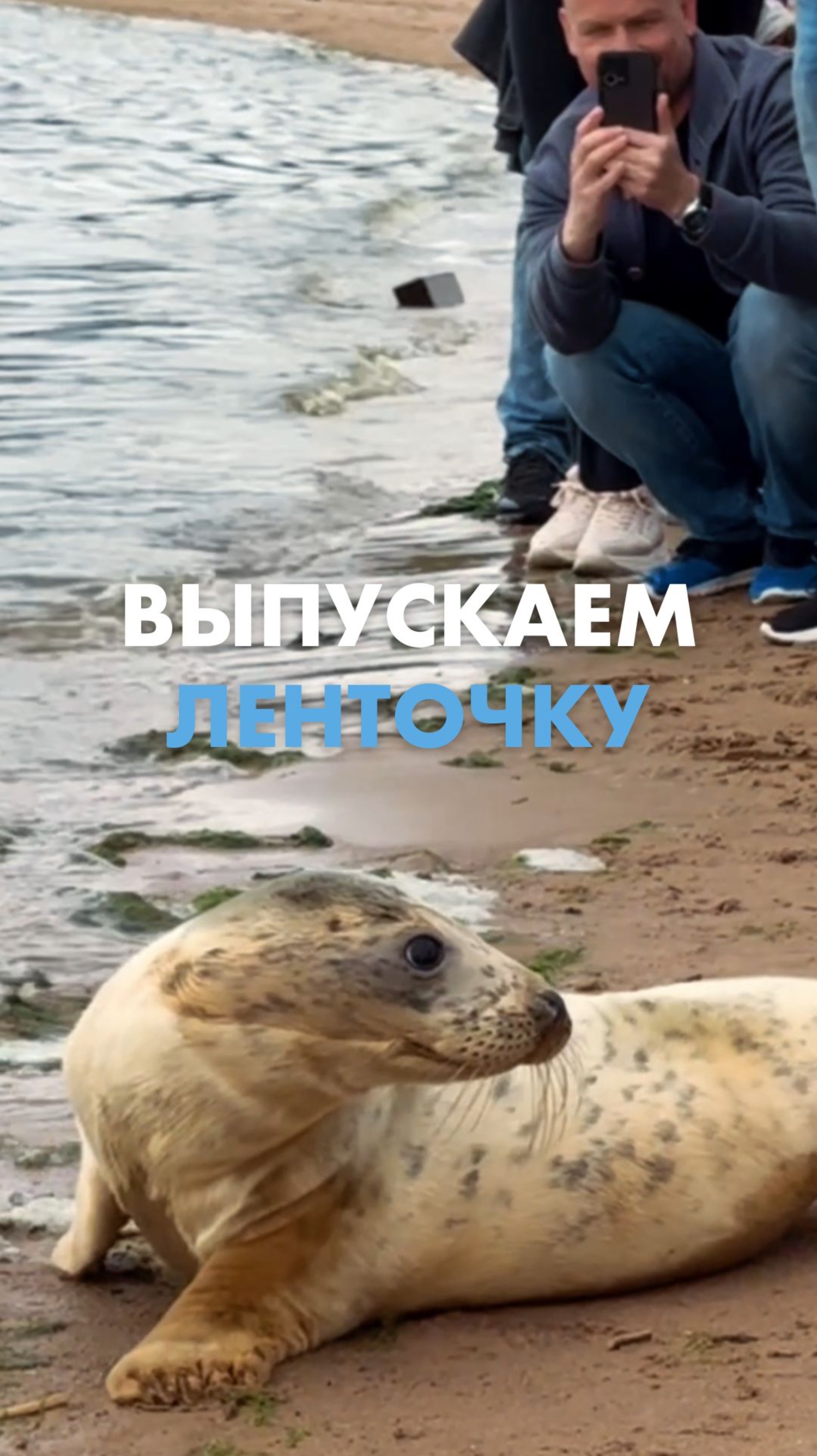 «Лента» помогла Ленточке вернуться домой ❤️
