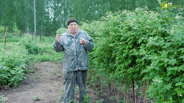 Чем подкормить малину — советы + нюансы капельного полива!