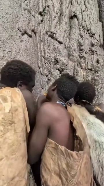 В племени любят сок дерева баобаб