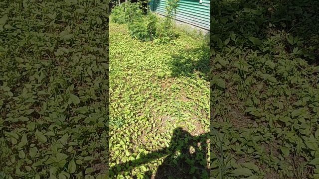 1000022412.mp4