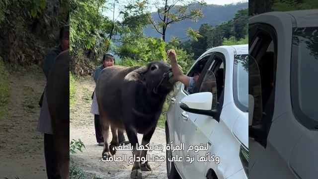 🐮Трогательная сцена прощания женщины и коровы поразила соцсети