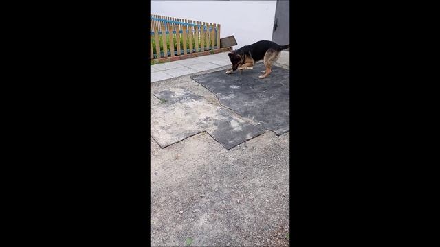Собака. Том