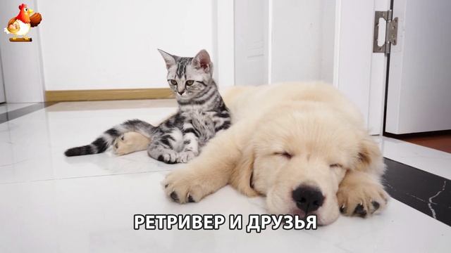 Золотистый ретривер и его друзья милые питомцы 🐕 выпуск (114)