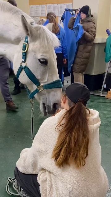 тг: они killкенни! #лошади #конныйспорт #конкур #конь #horse #horses #equestrian #equestrianlife
