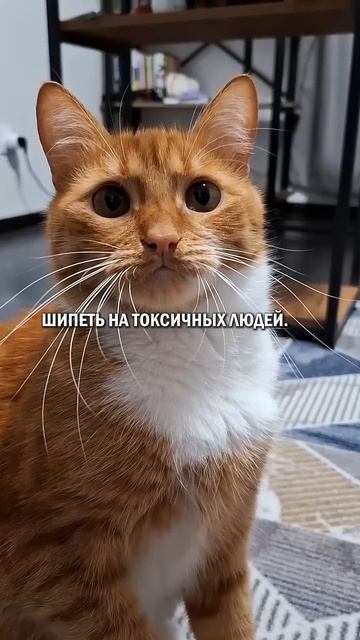 Почему все котики? #кот #котик #кошка #будькотом