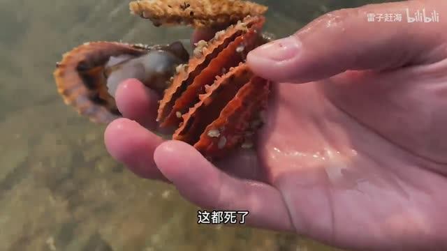бросился к морю и поймал огромного осьминога