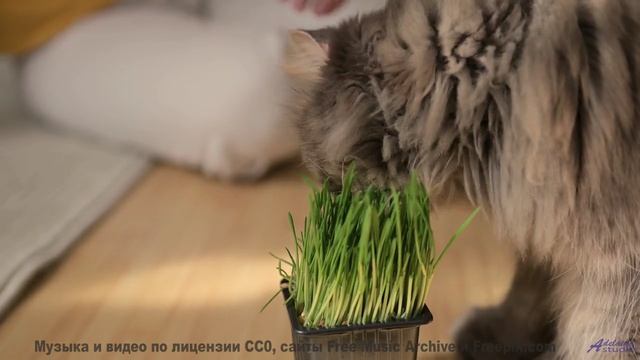 Поля и леса, когда музыка творит чудо - Colors -- Ayla Nereo -- Beheld