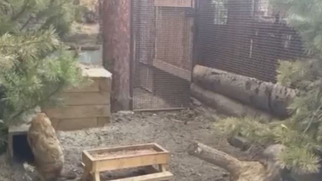 Бабайки Байбаки интересуют?
Эти степные сурки обычно обитают в целинных степях Евразии