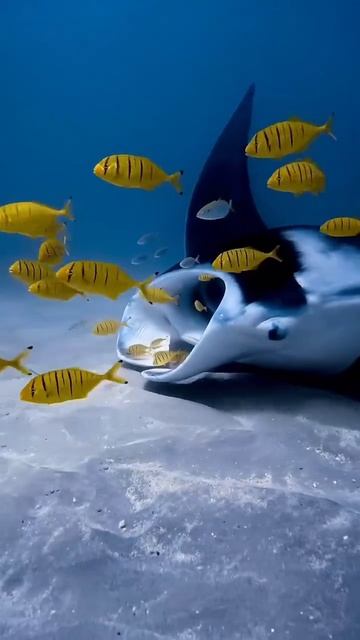 Манта и её маленькие спутники