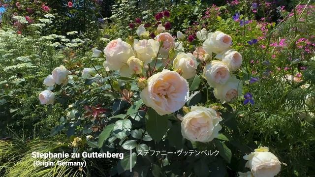 4K HDR ROSEDesigning with Roses at Home Inspired by a Master Gardener. Kawata Rose Garden.