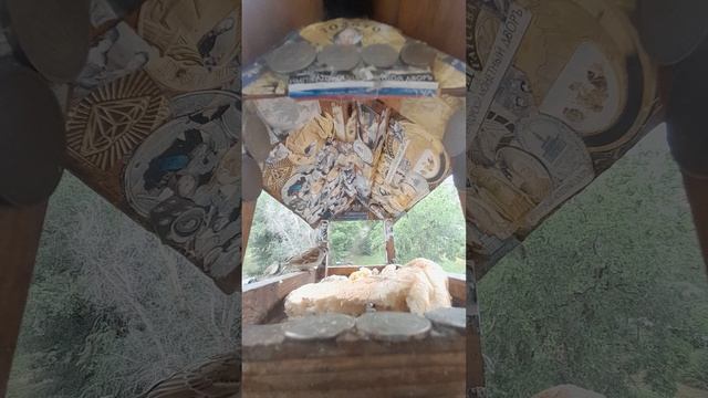 1000045085.mp4Жизнь кормушки.21.06.2025г.